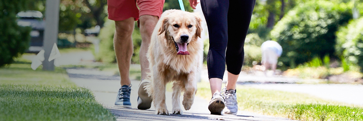 DogWatch by Critter Camp, Duncombe, IA | SideWalker Leash Trainer Slider Image